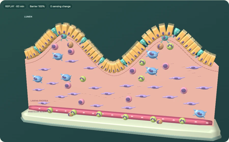 Recorded Baseline tissue state in the VirtualTissue player
