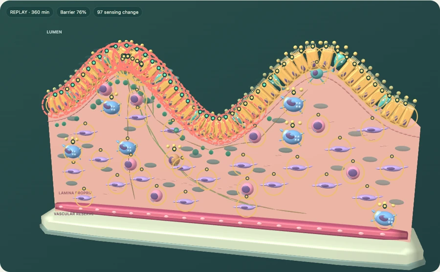 Recorded EPEC tissue state in the VirtualTissue player