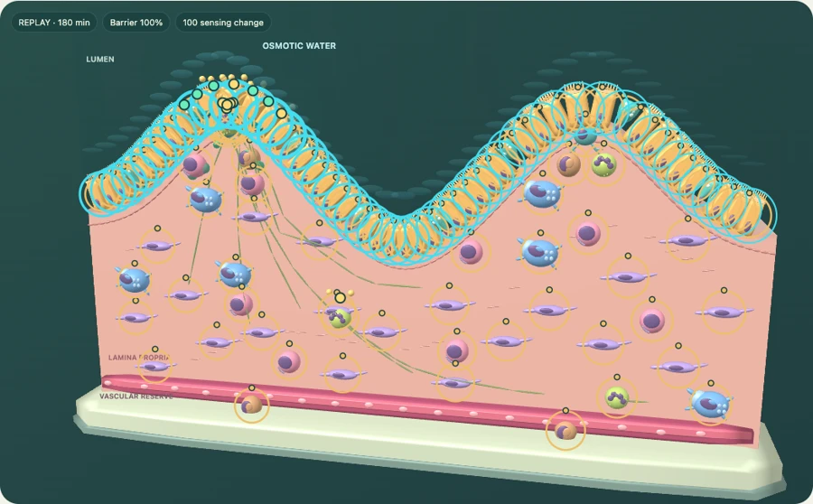Recorded ETEC tissue state in the VirtualTissue player
