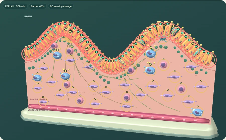 Recorded IBD-like tissue state in the VirtualTissue player