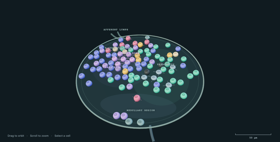 Recorded circular lymph-node monolayer with germinal-center B cells